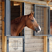 horse looking out of a stable door